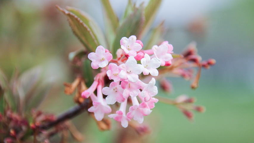 Viburnum x bodnantense 'Charles Lamont' bloem