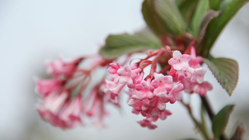 Viburnum x bodnantense 'Charles Lamont' bloem
