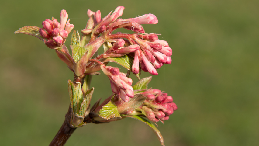 Viburnum x bodnantense 'Charles Lamont' bloem