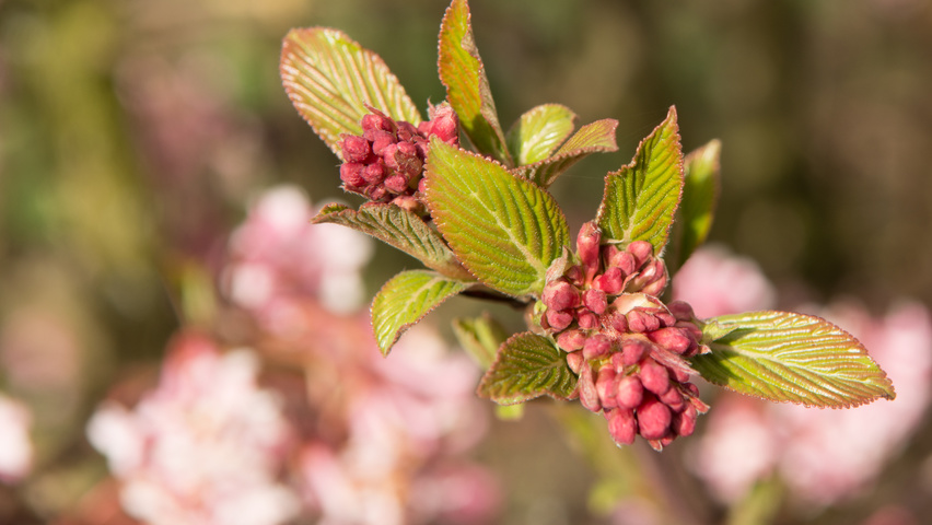 Viburnum x bodnantense 'Charles Lamont' bloem