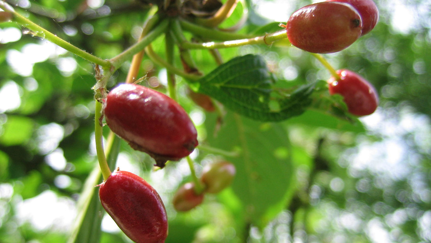 Viburnum x bodnantense 'Charles Lamont' vrucht