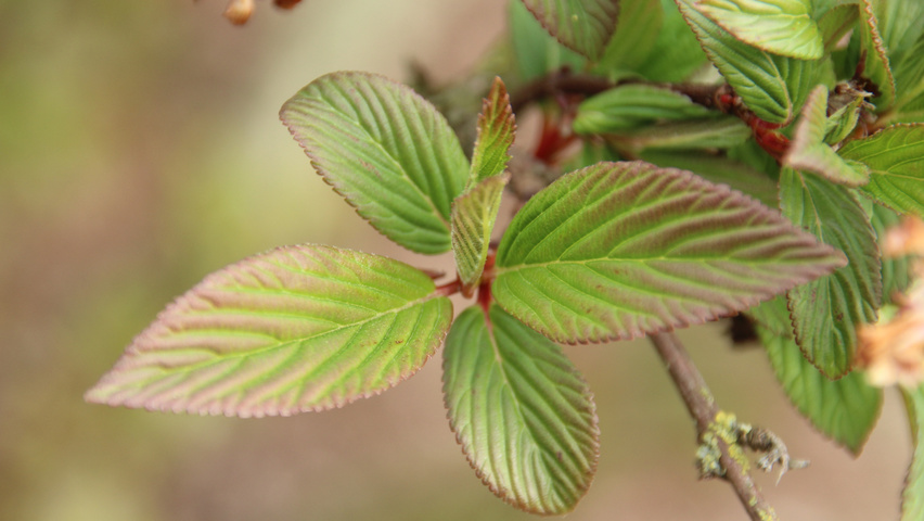 Viburnum x bodnantense 'Charles Lamont' blad