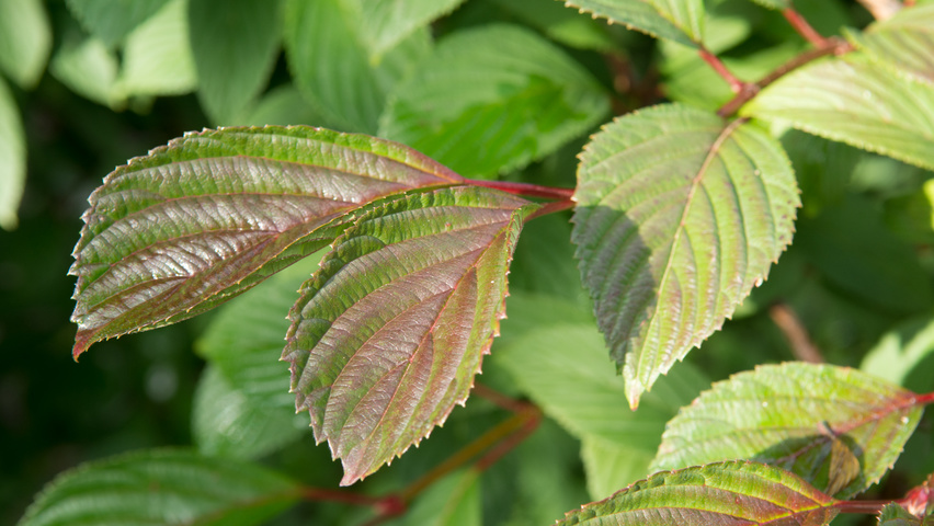 Viburnum x bodnantense 'Charles Lamont' blad