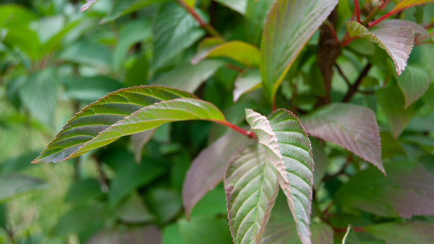 Viburnum x bodnantense 'Charles Lamont' blad