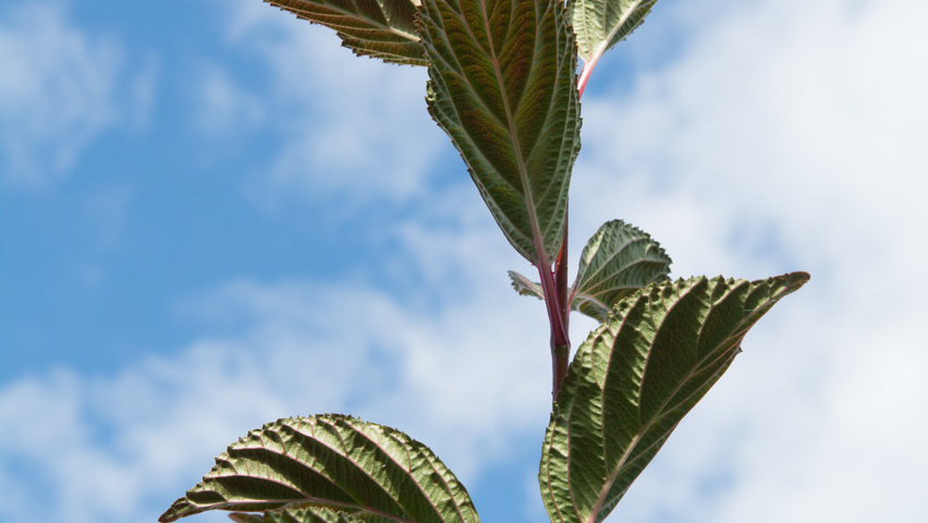 Viburnum x bodnantense 'Charles Lamont' blad