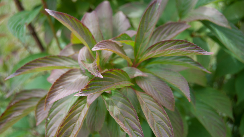Viburnum x bodnantense 'Charles Lamont' blad
