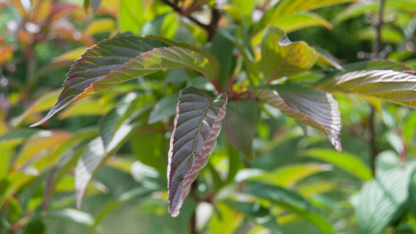 Viburnum x bodnantense 'Charles Lamont' blad