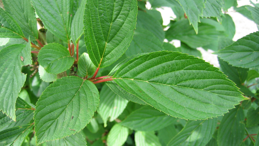 Viburnum x bodnantense 'Charles Lamont' blad