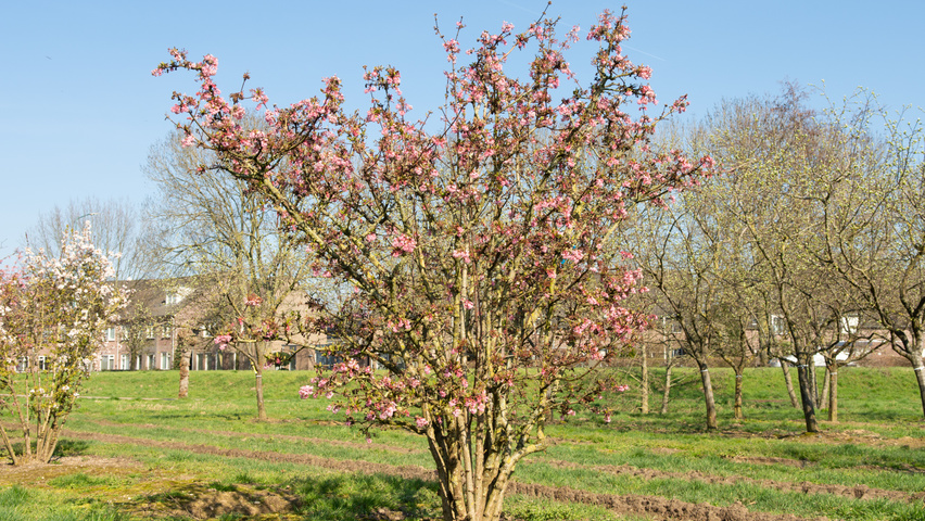 Viburnum x bodnantense 'Charles Lamont' meerstammig