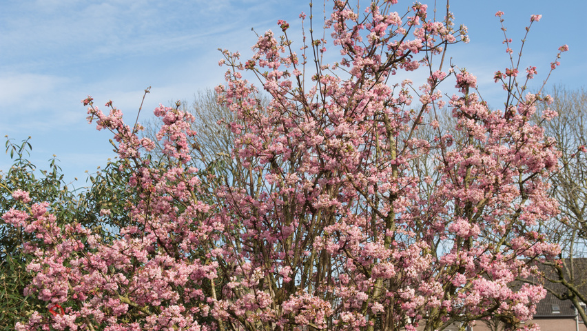Viburnum x bodnantense 'Charles Lamont' meerstammig