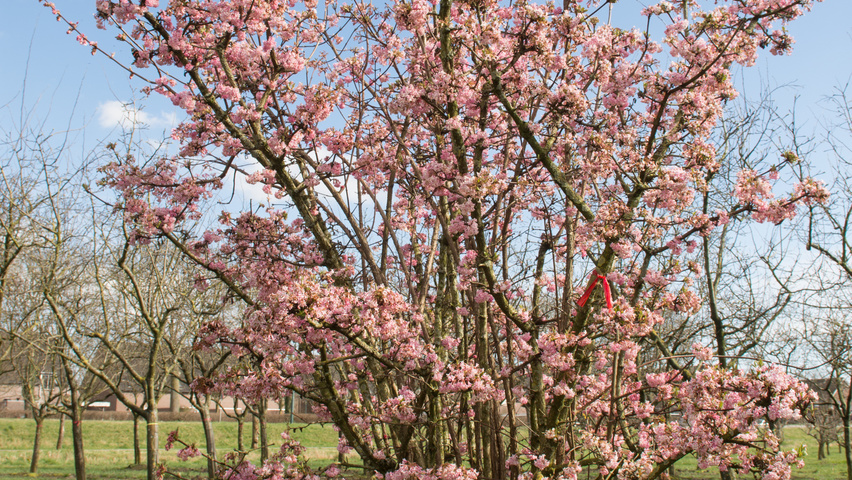 Viburnum x bodnantense 'Charles Lamont' meerstammig