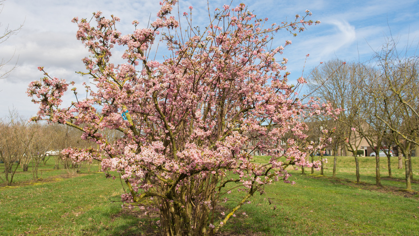 Viburnum x bodnantense 'Charles Lamont' meerstammig