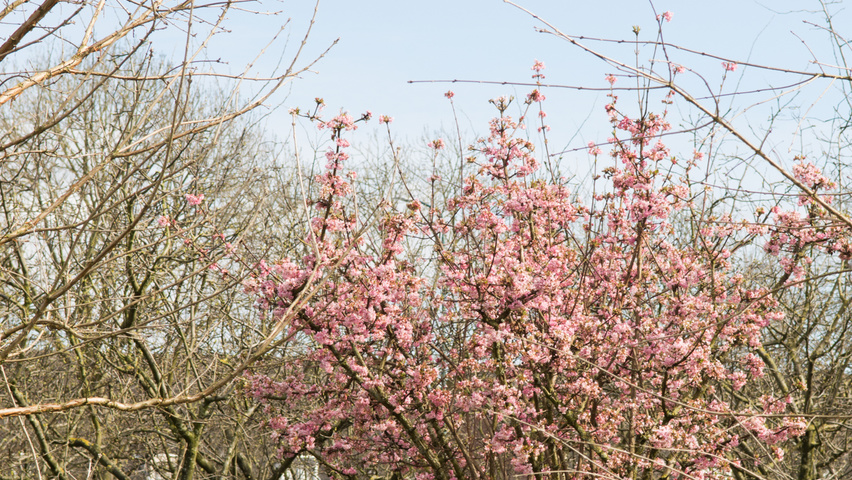 Viburnum x bodnantense 'Charles Lamont' meerstammig