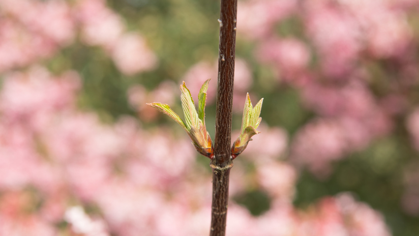 Viburnum x bodnantense 'Charles Lamont' twijgen