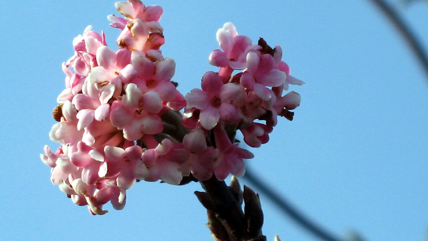 Viburnum x bodnantense 'Dawn' цветки