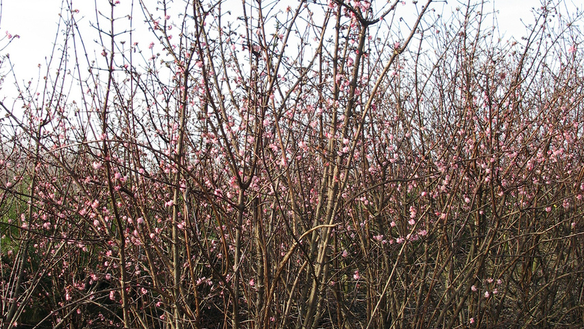 Viburnum x bodnantense 'Dawn' Кустарники-солитеры