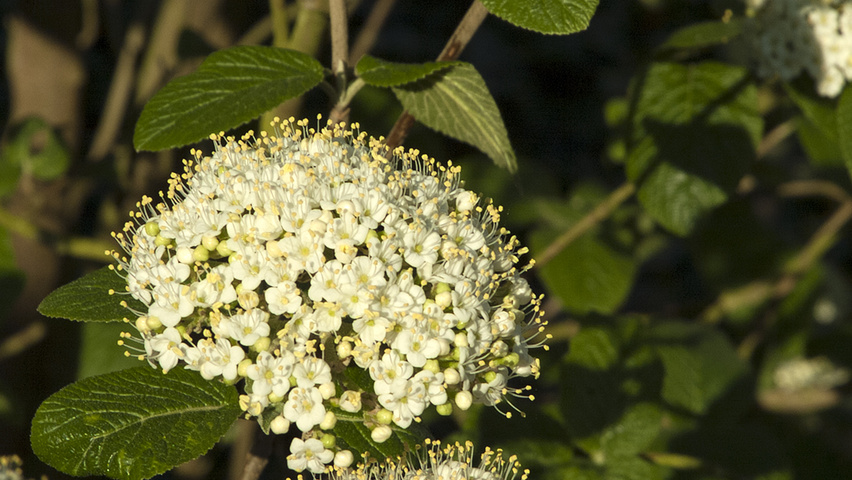 Viburnum x burkwoodii цветки