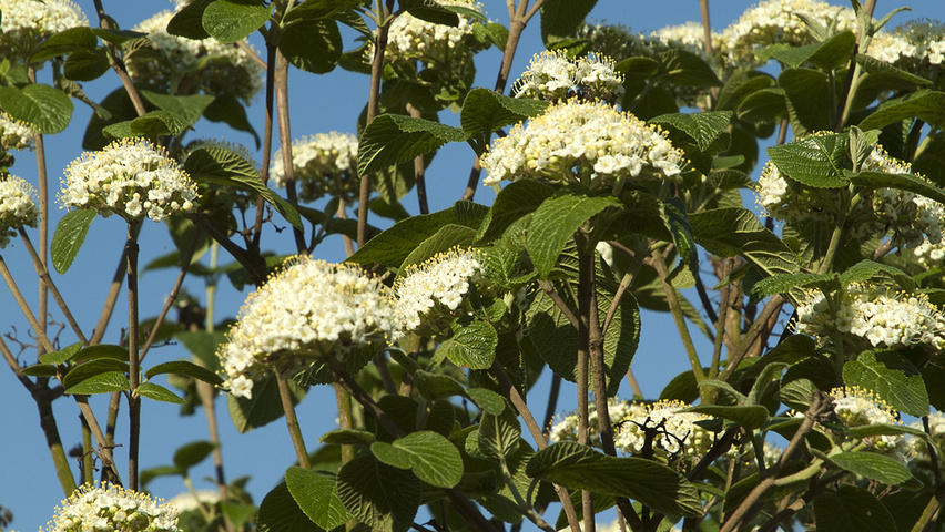 Viburnum x burkwoodii цветки