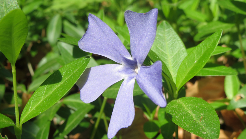 Vinca minor flowers