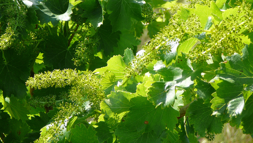 Vitis vinifera цветки