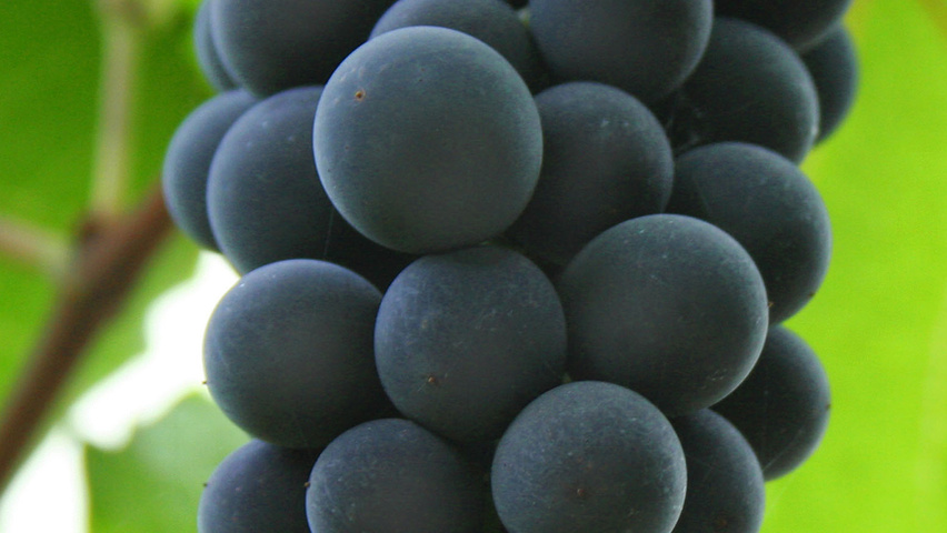 Vitis vinifera плоды