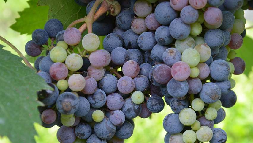 Vitis vinifera плоды