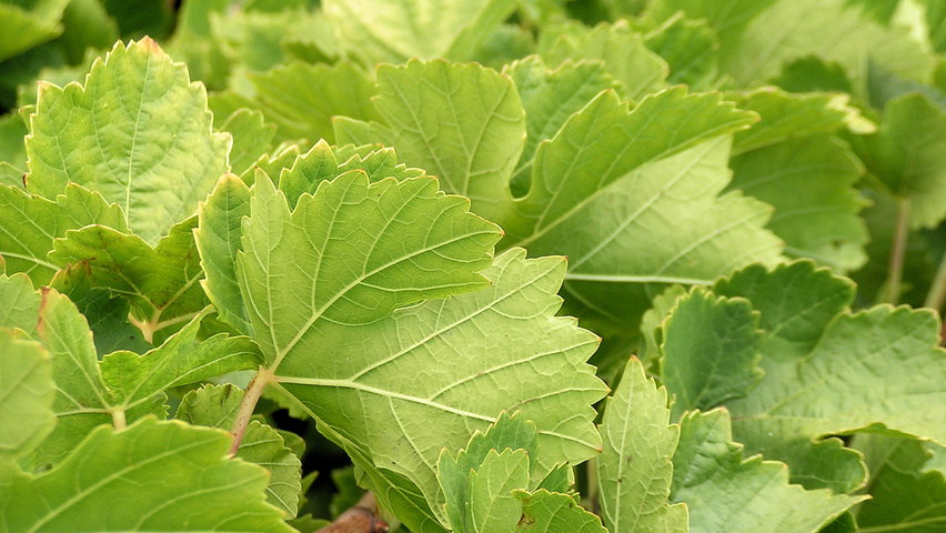 Vitis vinifera листья