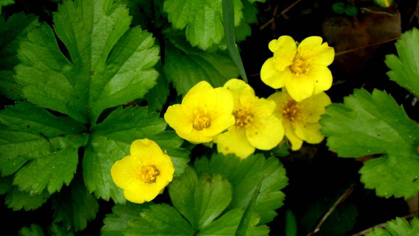 Waldsteinia ternata kwiaty