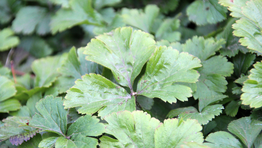 Waldsteinia ternata liście