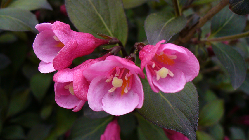 Weigela floribunda kwiaty