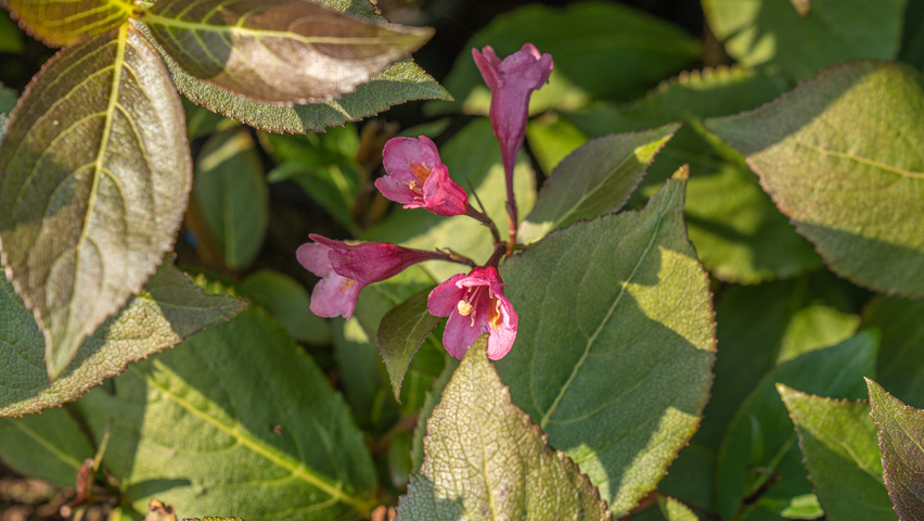 Weigela florida 'Tango' bloem