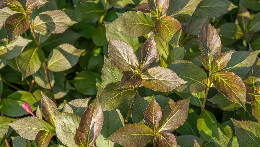 Weigela florida 'Tango' blad
