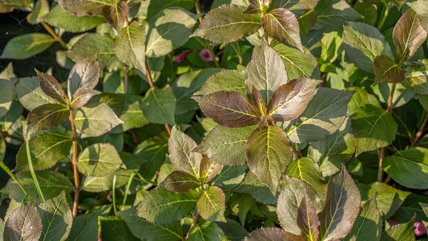 Weigela florida 'Tango' blad