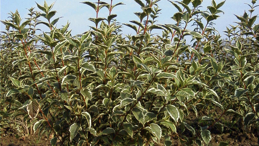 Weigela florida 'Variegata' solitair heesters
