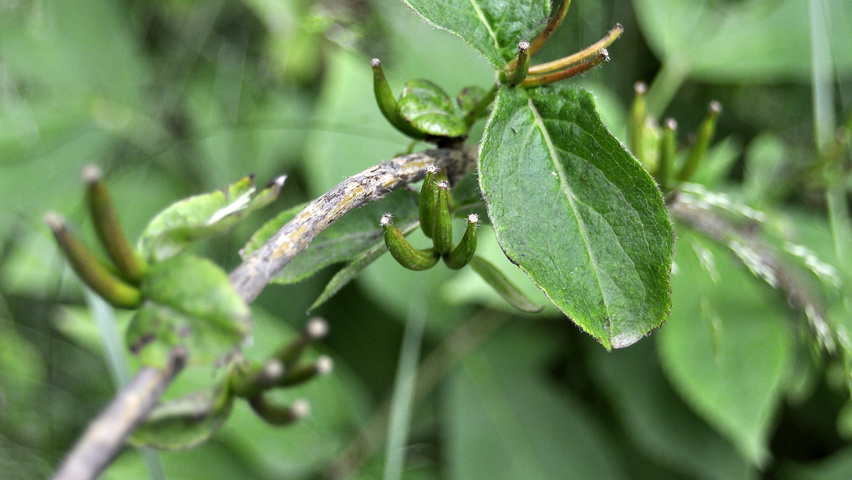 Weigela praecox vrucht