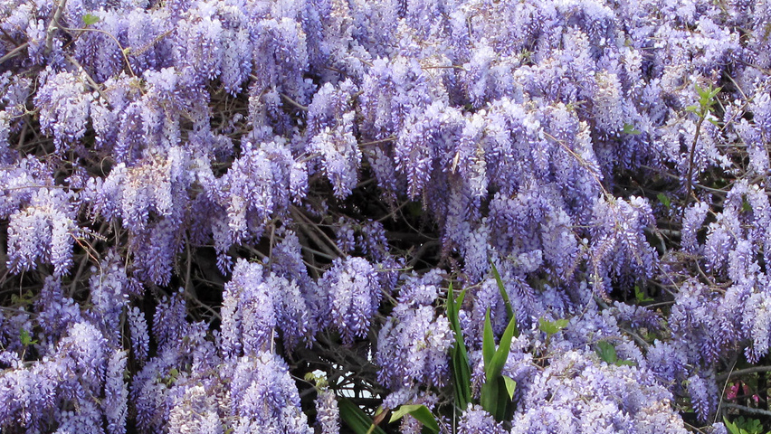 Wisteria sinensis | TreeEbb | Cистема онлайн-поиска деревьев | Питомник  Ebben