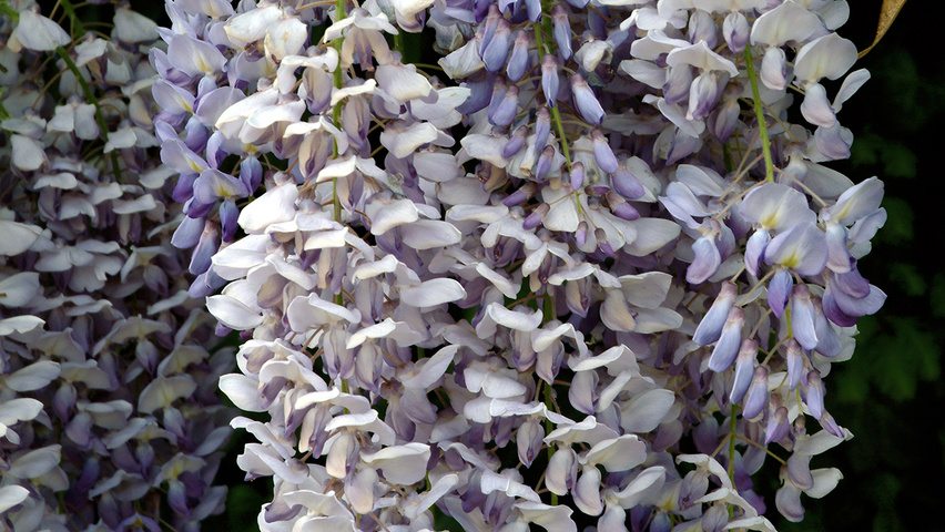 Wisteria sinensis flowers