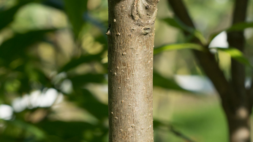 x Chitalpa tashkentensis kora