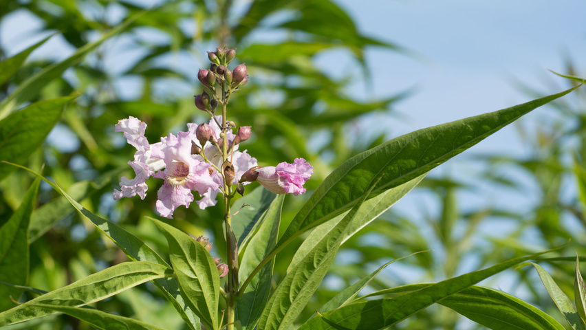 x Chitalpa tashkentensis kwiaty