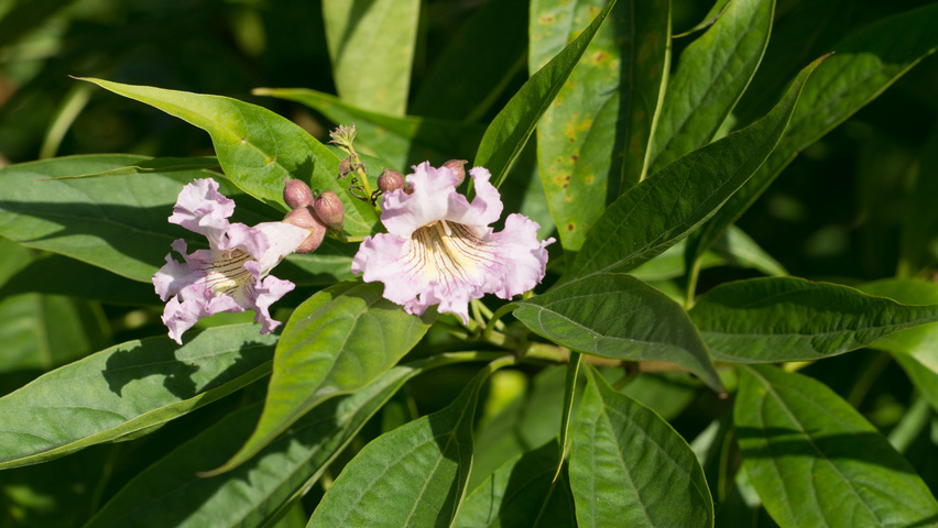 x Chitalpa tashkentensis kwiaty