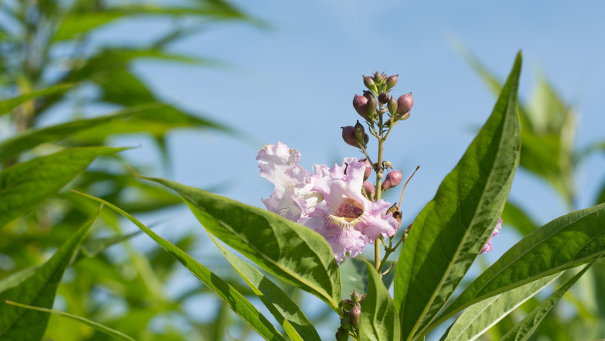 x Chitalpa tashkentensis kwiaty