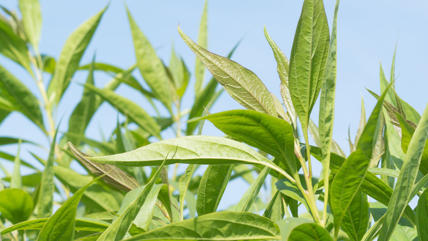 x Chitalpa tashkentensis liście