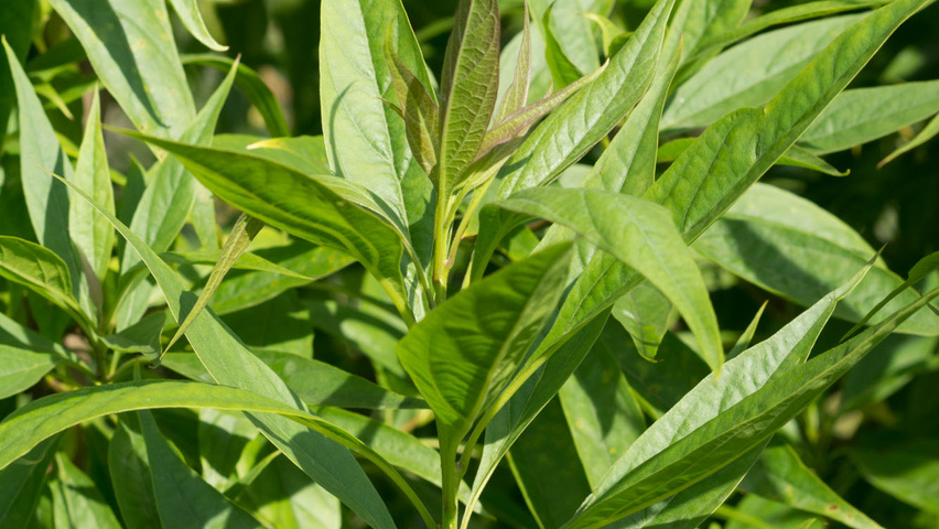 x Chitalpa tashkentensis liście