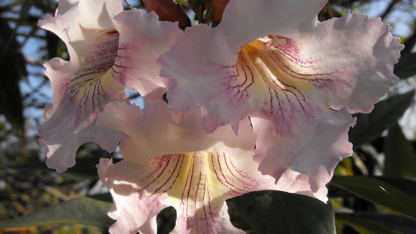 x Chitalpa tashkentensis kwiaty