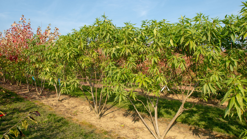 x Chitalpa tashkentensis wielopniowy