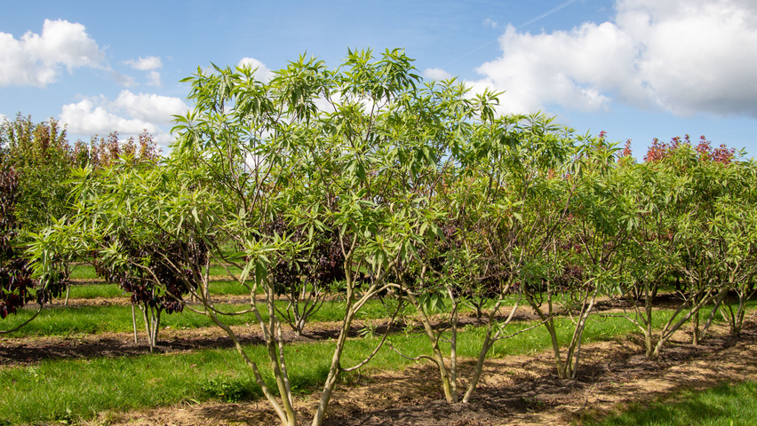 x Chitalpa tashkentensis wielopniowy