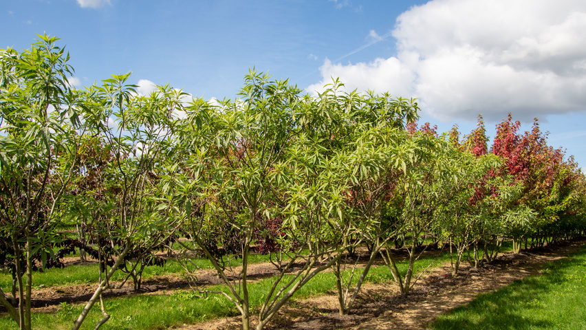 x Chitalpa tashkentensis wielopniowy