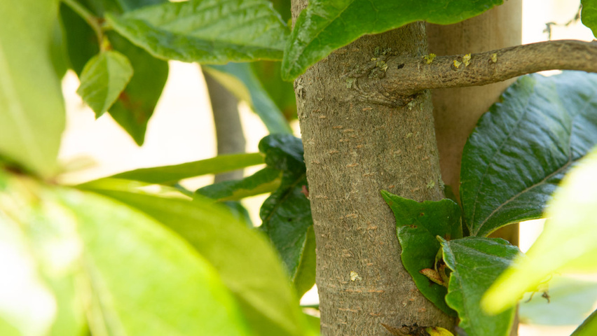 xSycoparrotia semidecidua 'Prins Claus' tronc