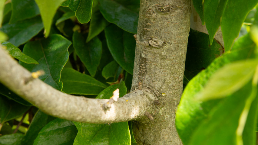 xSycoparrotia semidecidua 'Prins Claus' tronc