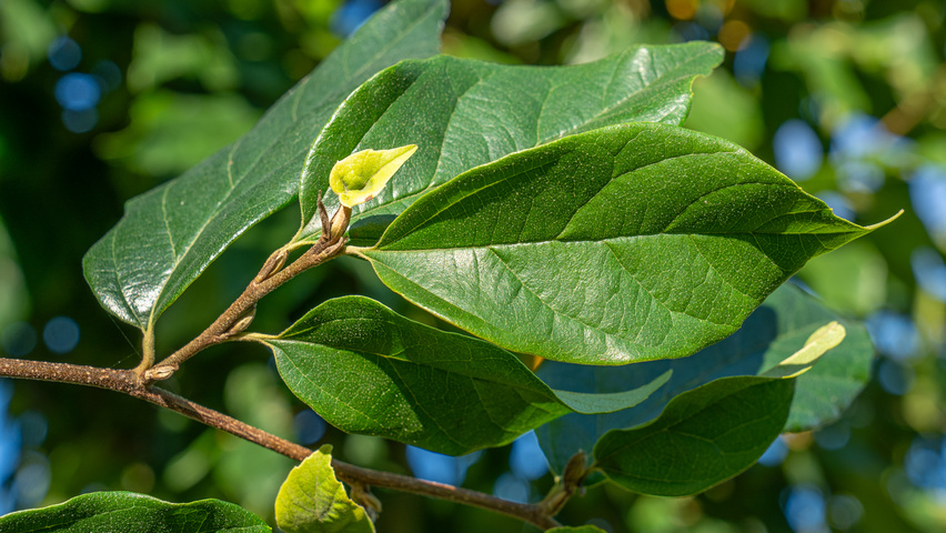 xSycoparrotia semidecidua 'Prins Claus' Feuilles